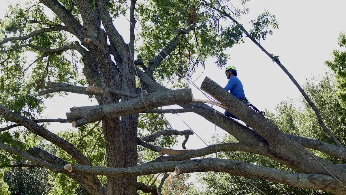 Professional Crown Thinning performed by certified arborists in Jericho