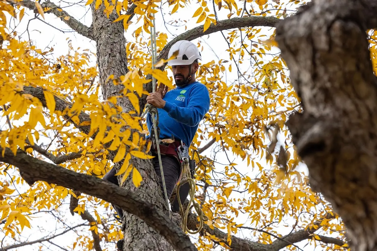 Skilled Tree Transplanting crew working in Jericho